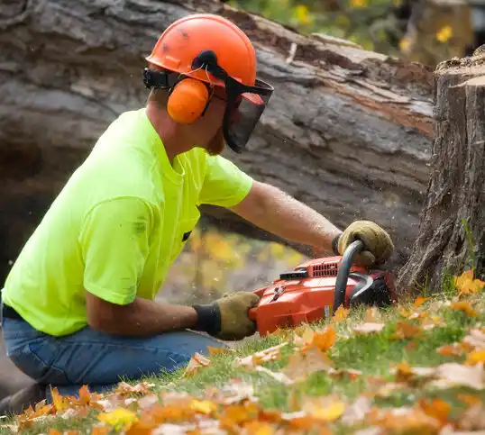 tree services Waldwick